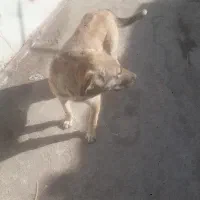 توله ۶ماهه نگهبانی