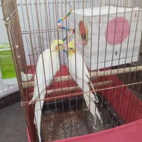 یک جفت عروس هلندی زعفرانی ارام