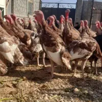 فروش بوقلمون جوان ۴تا۶کیلو|حیوانات مزرعه|بوکان, |دیوار