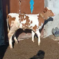 گاو سمنتال پرشیر|حیوانات مزرعه|هشترود, |دیوار