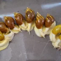 فروش فوری حلزون اچاتینا مولد و سالم