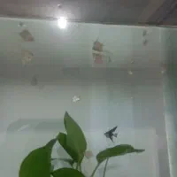 همه نوع ماهی|ماهی|نظرآباد, مسکن مهر نظرآباد|دیوار