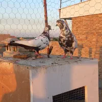 فروشتعدادیکبوتر