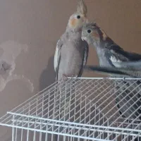 جوجه عروس نرم خور و سرلاکی