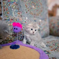 گربه بریتیش رنگ سیلور