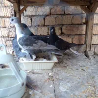 کبوتر خشرنگ و دم سفید