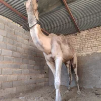 شتر
