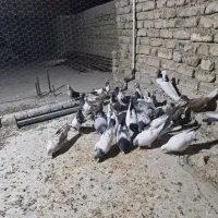 کبوتر کله دم سبز و سرخ و سوسکی