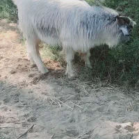 نری سنگین وزن