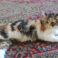 واگذاری گربه های ناز پرشین ودی اس اچ