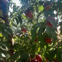 فروش زمین با مجوز گلخانه هیدروپونیک چاه نیمه عمیق|فروش دفتر صنعتی، کشاورزی، تجاری|کامیاران, |دیوار