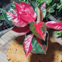 گل آپارتمانی|گل و گیاه طبیعی|بندر انزلی, کوی بهار|دیوار