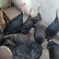 بوقلمون محلی صحیح وسالم|حیوانات مزرعه|گرگان, |دیوار