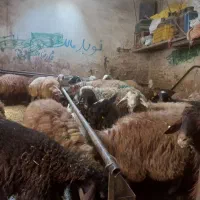 جایگاه عرضه گوسفند زنده محل امن