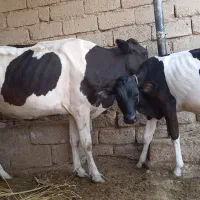 گاورامشیر|حیوانات مزرعه|رامشیر, |دیوار