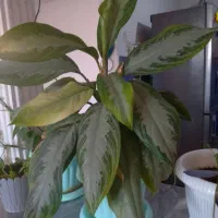 فروش گل|گل و گیاه طبیعی|چناران, |دیوار