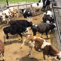 گوساله سیمینتال ماده