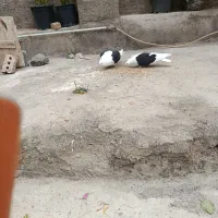 کفتر ابلاغ