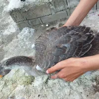 غاز محلی فروشی