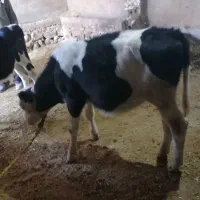 گوساله سمینتال|حیوانات مزرعه|کیار, |دیوار