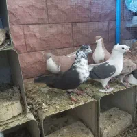 بیله کفتر رنگی|پرنده|اشکذر, |دیوار