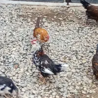 جوجه گلین جوجه رسمی