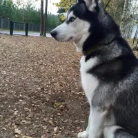 هاسکی مالاموت