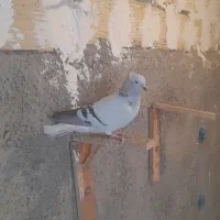 سلام کبود دومسفید