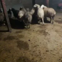 میش جوان|حیوانات مزرعه|سیلاخور, |دیوار