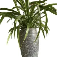 گیاه همیشه سبز با حال‌و‌هوای استوایی