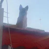 سگ گرگی|سگ|تایباد, |دیوار