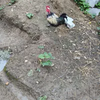 خروس های مولد پرکامل سیامرندی.گلپایگانی.گلین.برهما|حیوانات مزرعه|خرمآباد (تنکابن), |دیوار