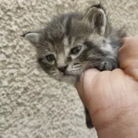 واگذاری بچه گربه رایگان