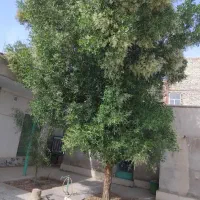 درخت رایگان بشرط کندن وبردن