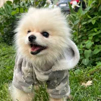 سگ پامر خرسی|سگ|کرج, مصباح|دیوار