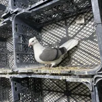 کفتر طهرونی|پرنده|ماهدشت, |دیوار