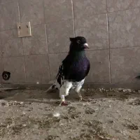 کله سیاه مقبول کشیده