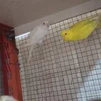 فروش مرغ عشق چشم سرخ و رنگین کمانی