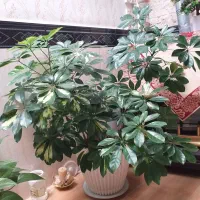 گل های طبیعی|گل و گیاه طبیعی|محمدیه-قزوین, |دیوار