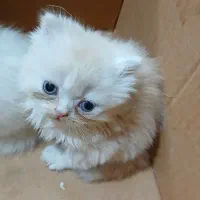 گربه سالم سرحال و بازیگوش