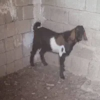 کهره نر هم برای گوشتی و هم برای داشت|حیوانات مزرعه|بندر گناوه, |دیوار