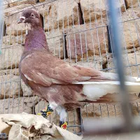 کفتر