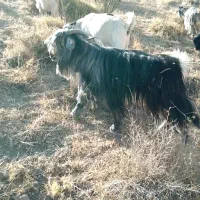 چپش دوبر