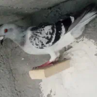 بهبونی وپلاکی