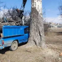 خرید درخت خرید قطع چوب برش تر وخشک|خدمات باغبانی و درختکاری|اهر, |دیوار