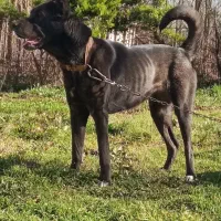 سگ سرابی ماده