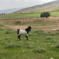 بزغاله نر جوان
