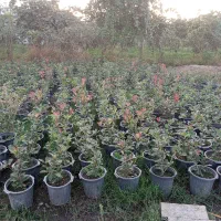 فتونیا و انواع گل