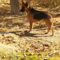 سگ ژرمن|سگ|بهار, |دیوار