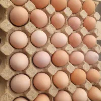 تخم مرغ محلی رسمی تازه گلپایگانی(ارسال رایگان کرج